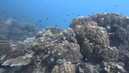 under water photo of free tailand fish