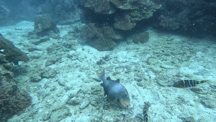 under water photo of free tailand fish