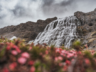 Cascade de Dynjandi avec fleurs sauvages en premier plan, Islande