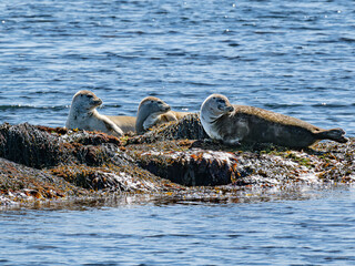 Fototapeta premium Groupe de phoques se reposant sur un rocher en Islande, au cœur de la nature sauvage