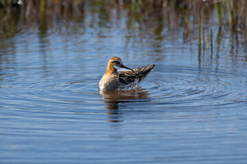 Phalarope à bec étroit en pleine toilette dans une eau calme en Islande