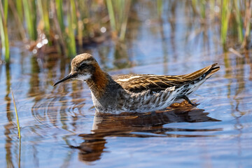 Phalarope à bec étroit en quête de nourriture dans une zone humide en Islande