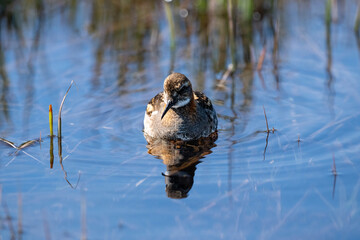 Phalarope à bec étroit et son reflet dans une eau calme en Islande