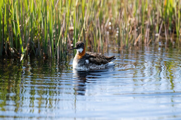 Phalarope à bec étroit nageant paisiblement dans une zone humide en Islande