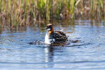 Phalarope à bec étroit en pleine baignade dans une zone humide islandaise