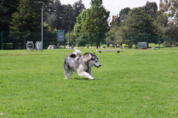 can, cachorro, animal doméstico, canino, lomito. Raza: linaje, variedad, tipo, ascendencia, estirpe. Paseo: caminata, recorrido, vuelta, salida, itinerario, paseo recreativo. Salida: escapada, excursi