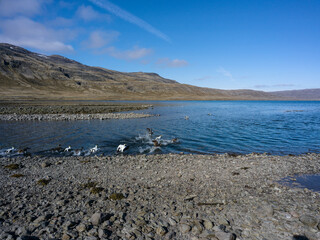Rivage sauvage dans le nord-ouest de l’Islande, entre lac et montagnes