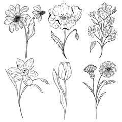 Flowers. Set of six plants in black and white colors. Graphics. Chamomile, poppy, tulip, daffodil, basil, field flowers. Botanical coloring. 