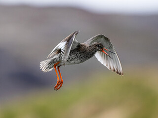 Chevalier gambette en vol, oiseau des zones humides d’Islande