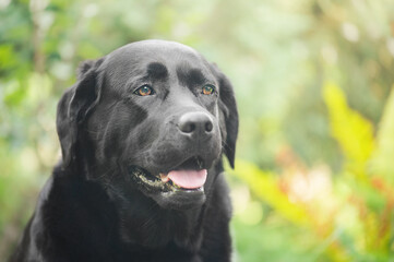 Black purebred dog on a background of blurred leaves of a bush. Labrador Retriever.
