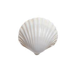 Fototapeta premium A smooth, white seashell with prominent ridges and a rounded shape.
