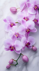 orchid and stones on white