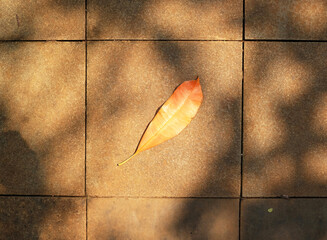 Dry leaf lying on the  stone floor of the sidewalk, exposed to sunlight filtering through tree...