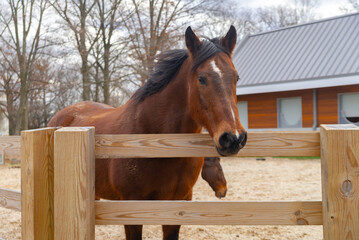 portrait of mare horse with white spot in forehead in a corral
