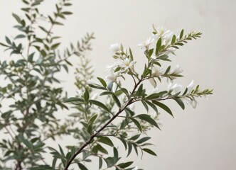 Fototapeta premium Delicate White Blossoms on a Lush Green Branch Against a Neutral Background