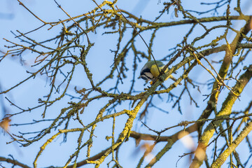 Parus - Tit sits in a tree crown on a branch. Background is blue sky