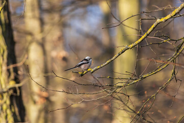 Long-tailed tit - Aegithalos caudatus sitting on a branch in the tree crown. Blue sky