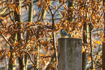 Beautiful colorful bird Great Tit in a green bush on a branch