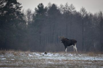 Mammals male bull Moose ( Alces alces ) North part of Poland, Europe dark foggy morning in winter...