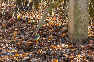Beautiful colorful bird Great Tit in a green bush on a branch
