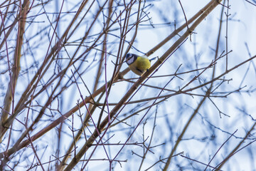 Parus - Tit sits in a tree crown on a branch. Background is blue sky