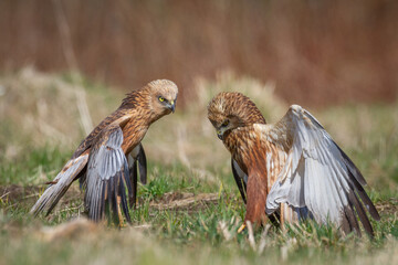 Birds of prey male Marsh harrier Circus aeruginosus, hunting time Poland Europe spring time April...
