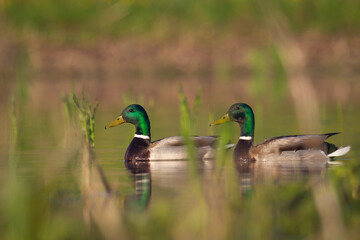 Bird two male mallard duck Anas platyrhynchos Poland Europe