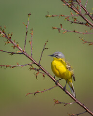 Small bird Yellow Wagtail sitting on tree male Motacilla flava meadow spring time Poland Europe