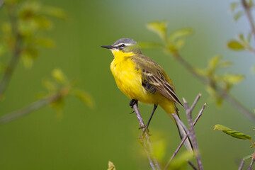Small bird Yellow Wagtail sitting on tree male Motacilla flava meadow spring time Poland Europe