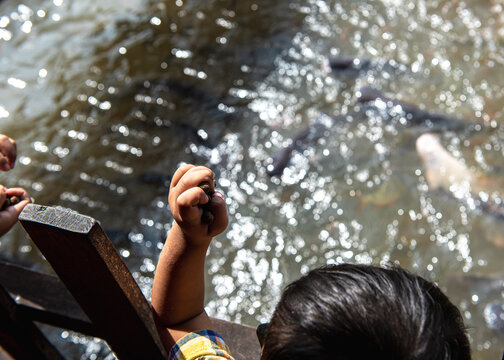 Baby hand throwing feed to dense gathering of Pangasius bocourti Vietname basa fish or swai at water surface boat fish farm aquaculture along Mekong River Can Tho, Vietnam, shark catfish family