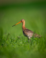 Bird with long beak Black-tailed Godwit Limosa limosa walking on green meadow spring time in Narew river valley, Poland Europe
