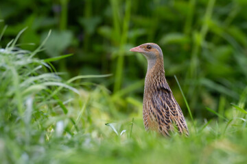 Bird Corncrake Crex crex, bird in natural habitat, a bird sings in a meadow among the tall grass, spring morning, Poland Europe