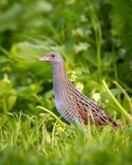Bird Corncrake Crex crex, bird in natural habitat, a bird sings in a meadow among the tall grass, spring morning, Poland Europe