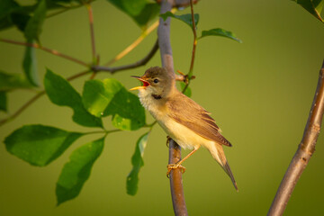 Bird Reed Warbler - migratory passerine singing bird Acrocephalus scirpaceus sitting on reed, male - Poland, Europe spring time