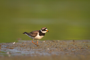 Shorebird Charadrius hiaticula Common Ringed Plover on blurred background summer time Poland Europe
