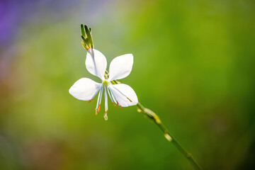 beautiful blossom flower in the garden