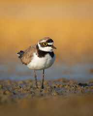 Shorebird Charadrius dubius, Little Ringed Plover on blurred background summer time Poland Europe