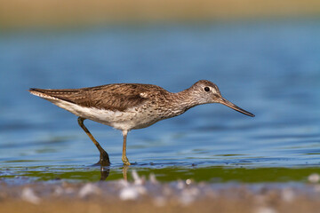 Shorebird Greenshank Tringa nebularia bird with long beak, standing in the mud, blurred background, migratory bird, summer in Poland, Europe