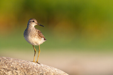 Shorebirds - Wood Sandpiper Tringa glareola, wildlife Poland Europe summer time migratory bird
