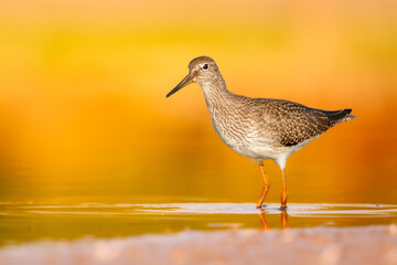 Shorebird - Redshank Tringa totanus on summer time warm light, migratory bird Poland Europe