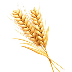 Golden Wheat Ears, Isolated on White Background