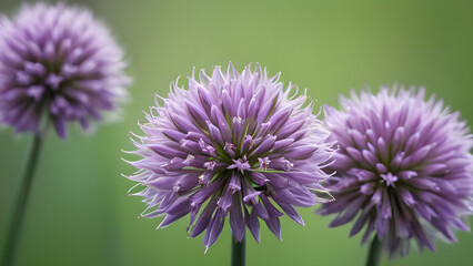 Macro Shot of Chive Blossoms with Vivid Purple Petals in Focus