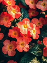 Obraz premium Vibrant Orange Begonia Flowers Surrounded by Lush Green Foliage in Daylight