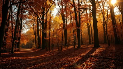 Fototapeta premium Golden Autumn Sunlight Illuminates a Path Through a Canopy of Colorful Fall Foliage