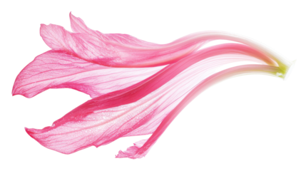 pink lily on white background