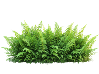 Green ferns on a white isolated background