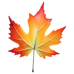 Obraz premium Vibrant Autumn Maple Leaf, Isolated on White Background