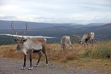 Group of Reindeer, Cairngorms Scotland
