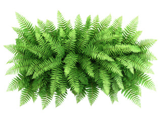 Vibrant green fern, white isolated background