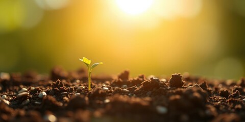 A single sprout emerges from rich soil, bathed in the warm glow of the setting sun, symbolizing growth and new beginnings.